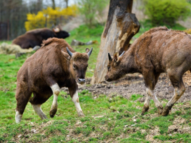 V květnu do Zoo Zlín