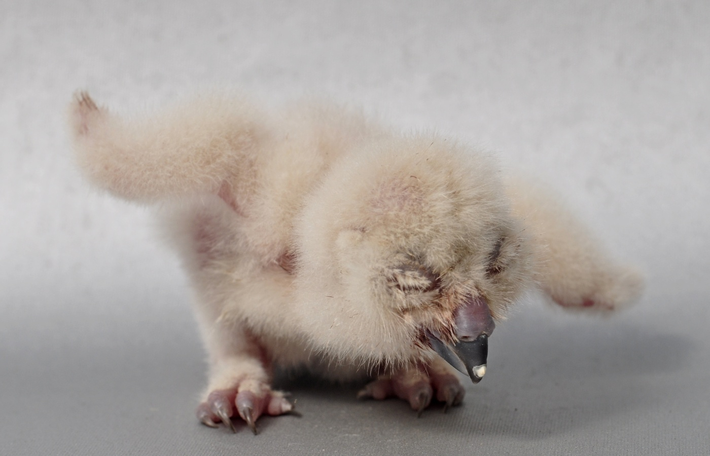 Zoo Zlín jako jediná mimoasijská zoo pravidelně odchovává puštíky tečkované