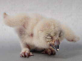 Zoo Zlín jako jediná mimoasijská zoo pravidelně odchovává puštíky tečkované