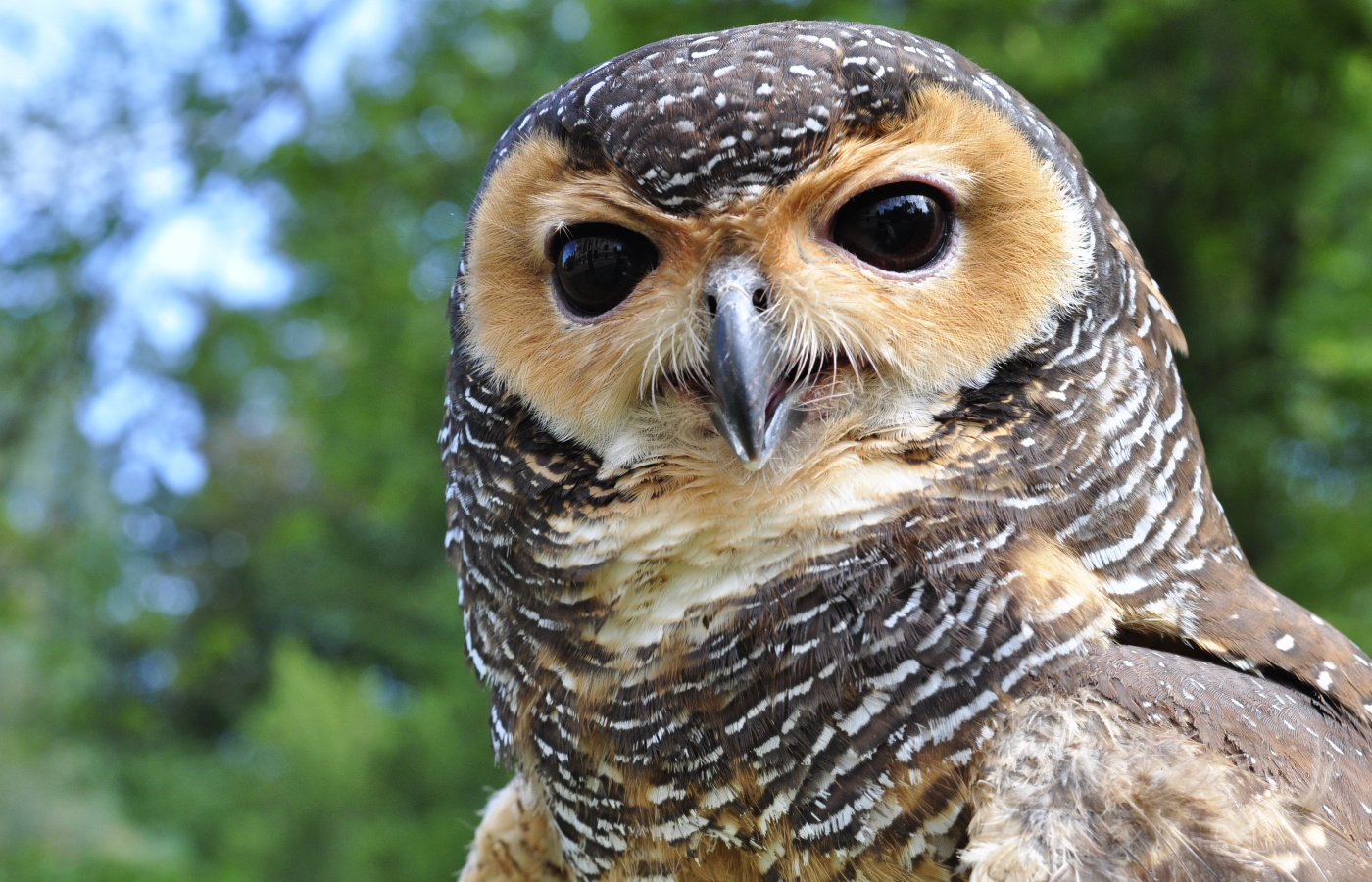 Zoo Zlín jako jediná mimoasijská zoo pravidelně odchovává puštíky tečkované