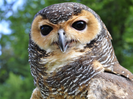 Zoo Zlín jako jediná mimoasijská zoo pravidelně odchovává puštíky tečkované