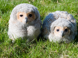 Zlín Zoo Is the Only Non-Asian Zoo to Regularly Breed Spotted Wood Owls