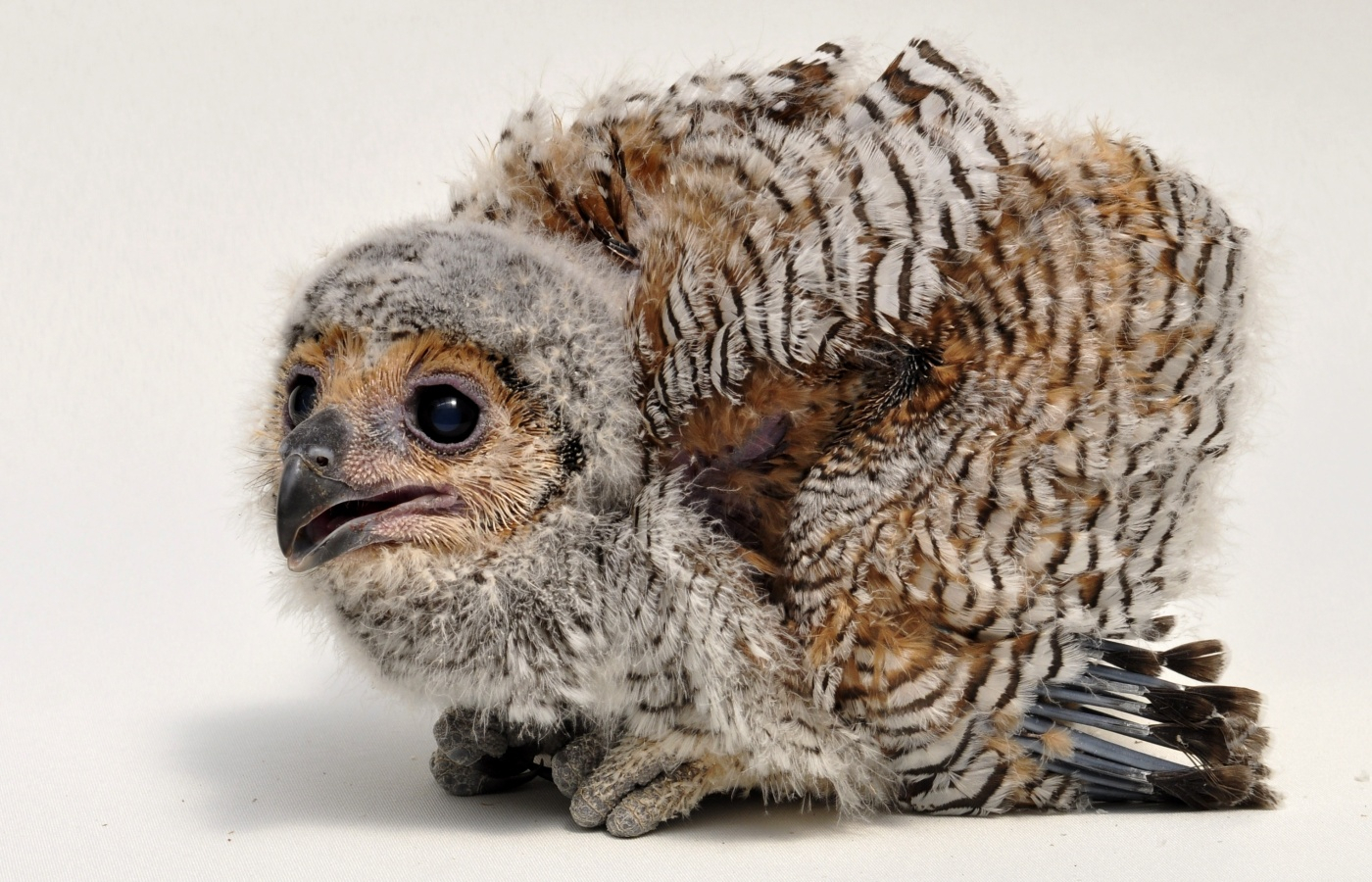 Zlín Zoo Is the Only Non-Asian Zoo to Regularly Breed Spotted Wood Owls