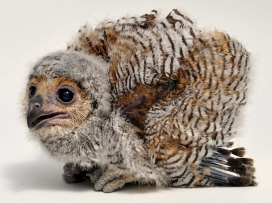 Zlín Zoo Is the Only Non-Asian Zoo to Regularly Breed Spotted Wood Owls