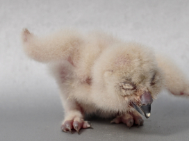 Zlín Zoo Is the Only Non-Asian Zoo to Regularly Breed Spotted Wood Owls