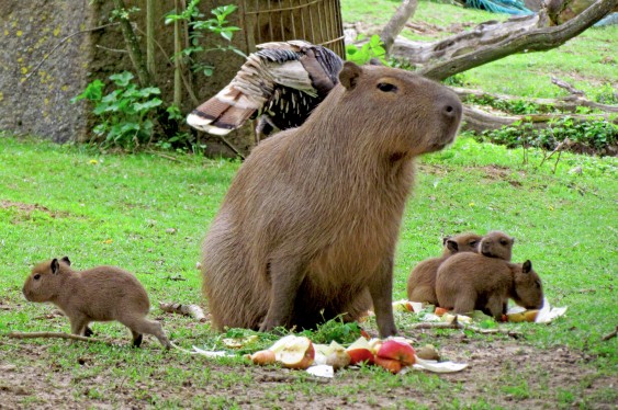 ZOO ZLÍN - Druhý letošní porod u kapybar