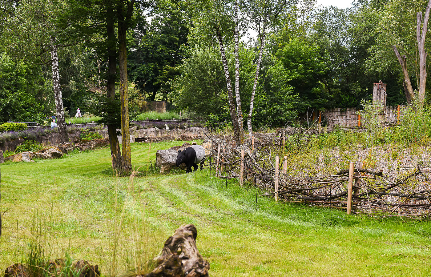 Okapi: Skrytý klenot Konga