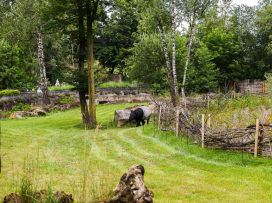 Okapi: Skrytý klenot Konga