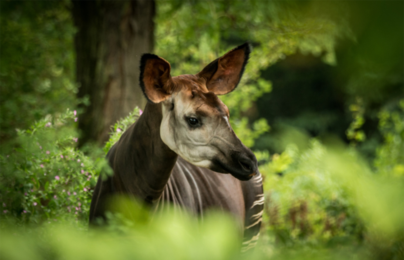Okapi: Skrytý klenot Konga