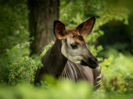 Okapi: Skrytý klenot Konga