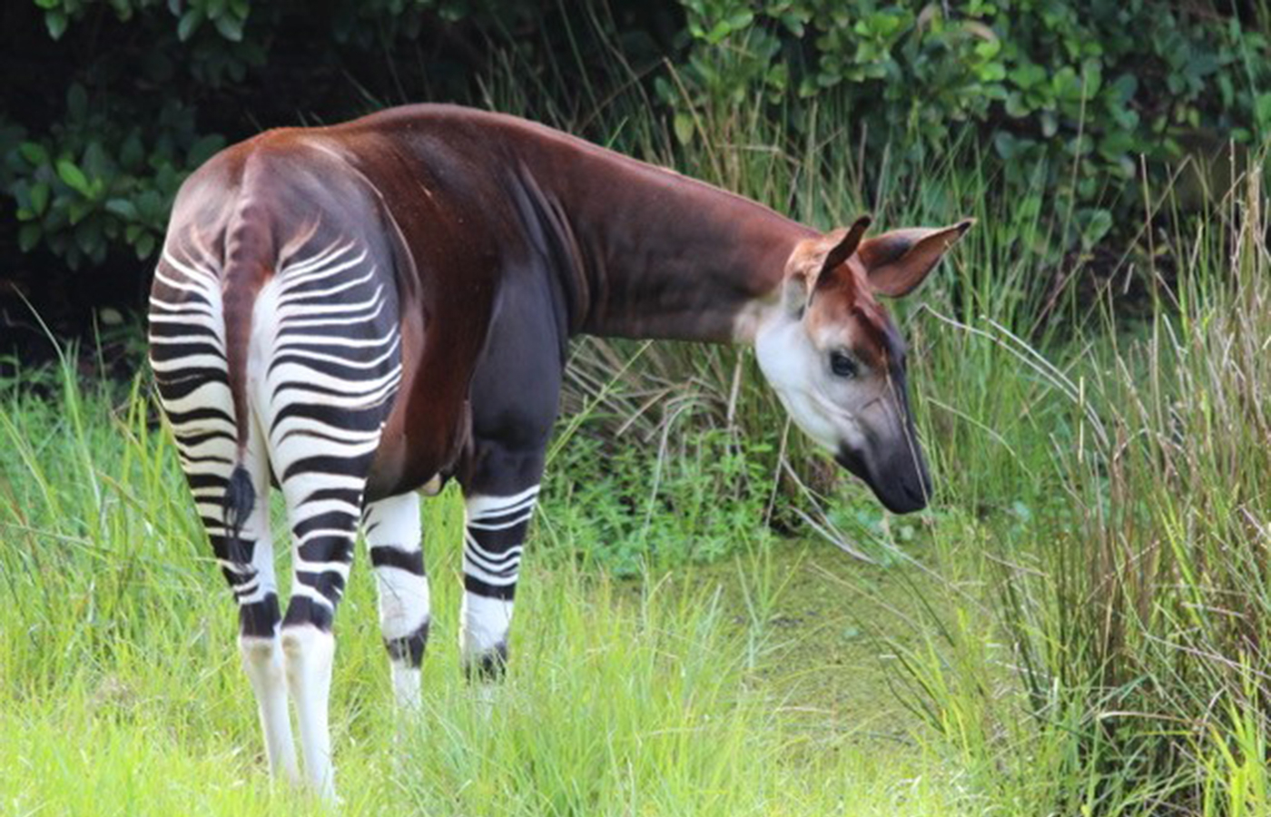 Okapi: Skrytý klenot Konga