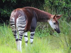 Okapi: Skrytý klenot Konga