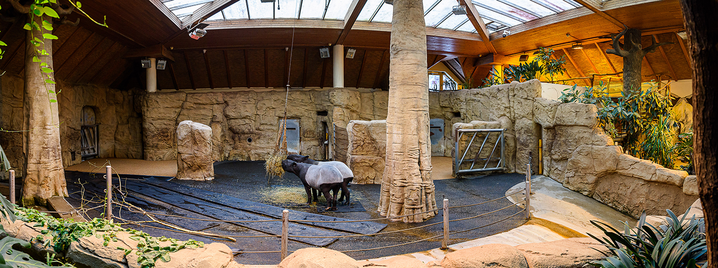 Okapi: Skrytý klenot Konga