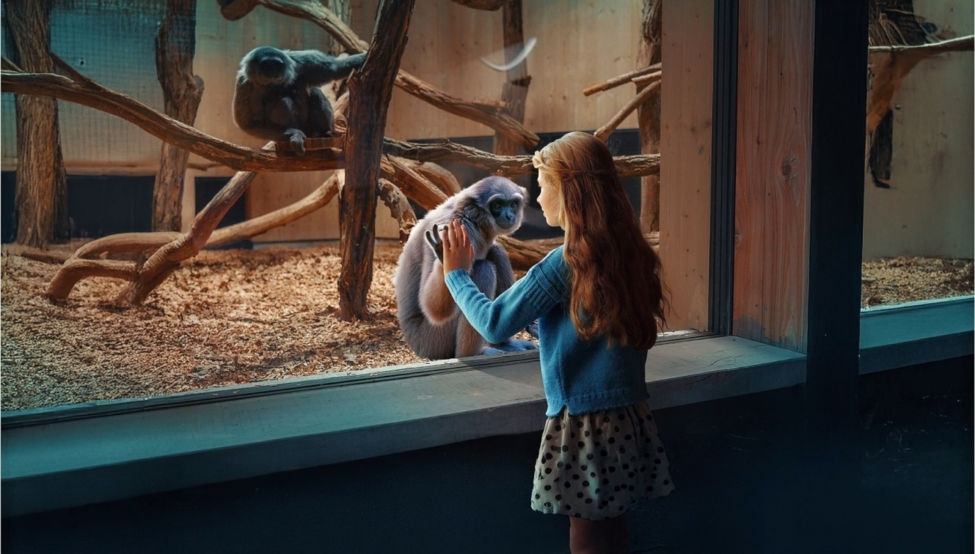 New Gibbon Exhibit "Gibonika" Opened