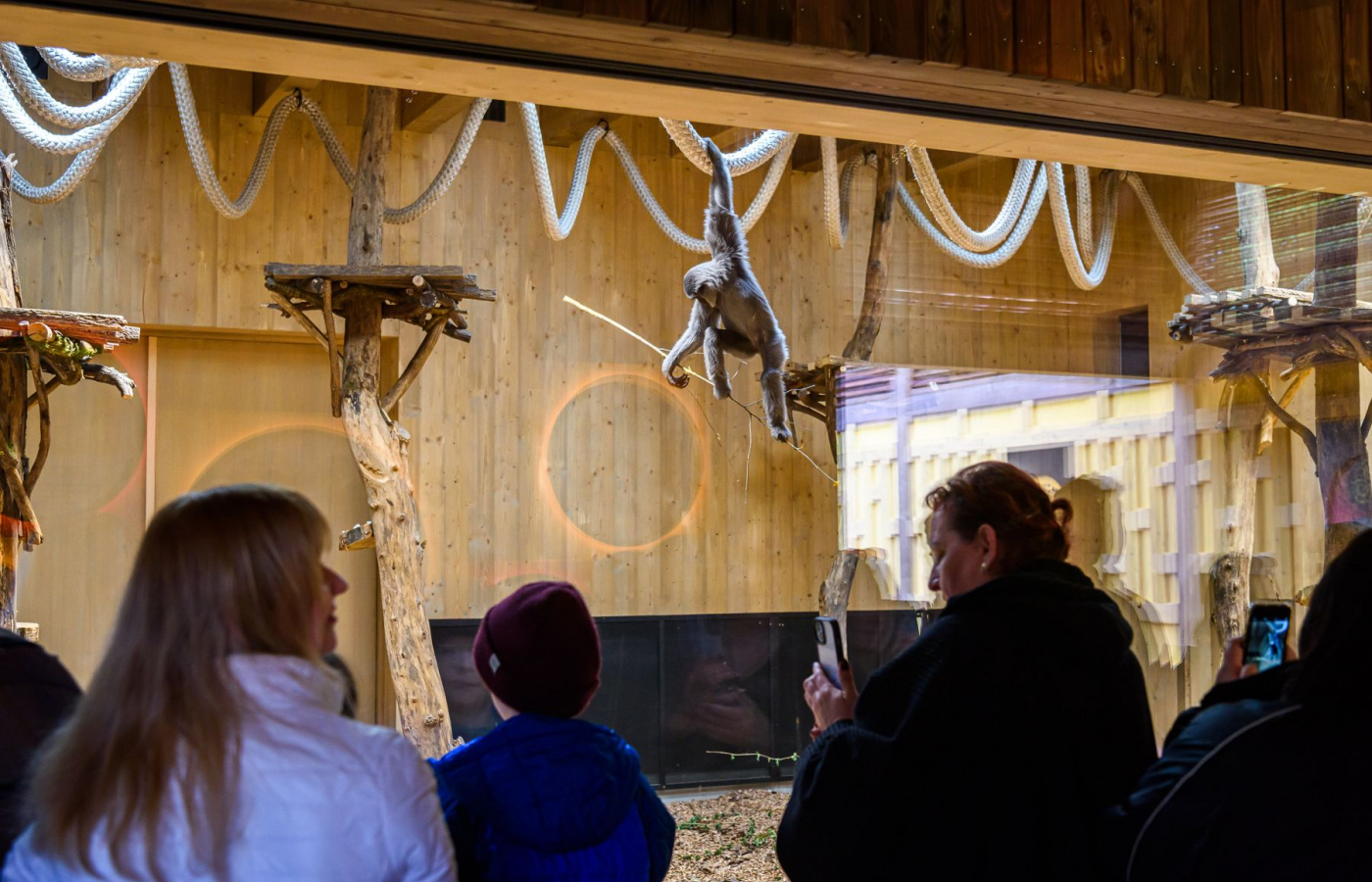 New Gibbon Exhibit "Gibonika" Opened