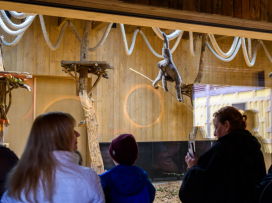 New Gibbon Exhibit "Gibonika" Opened
