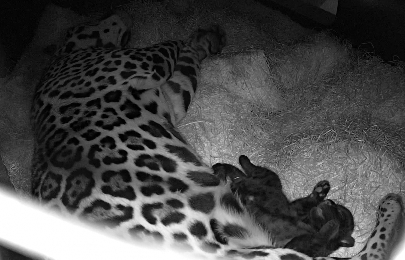 Akabo and Yuna Welcome Their First Cub!