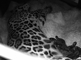 Akabo and Yuna Welcome Their First Cub!