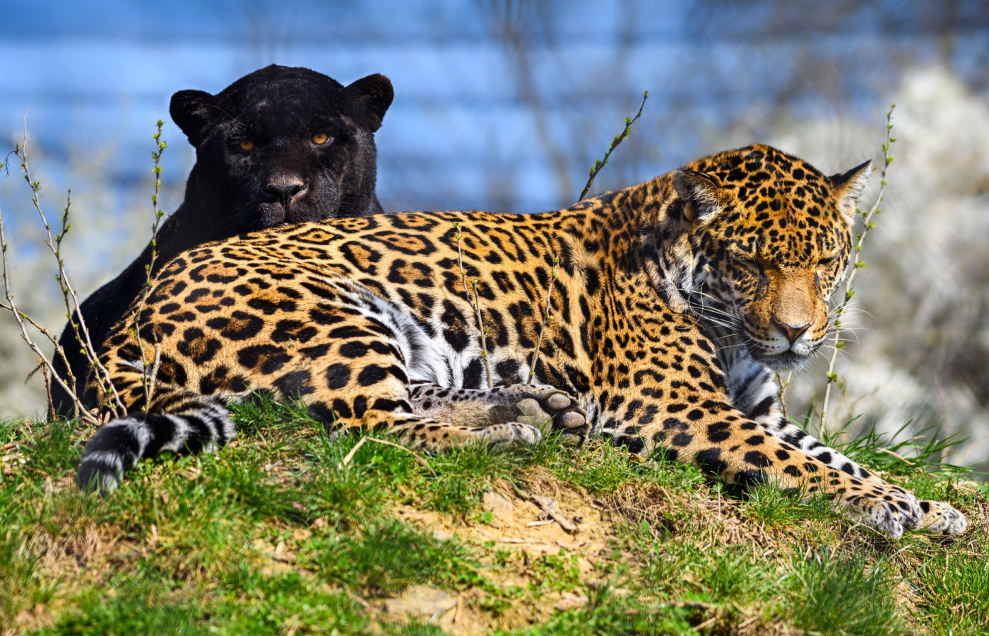 Akabo and Yuna Welcome Their First Cub!