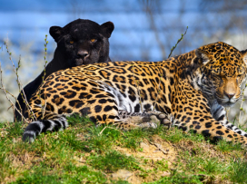 Akabo and Yuna Welcome Their First Cub!