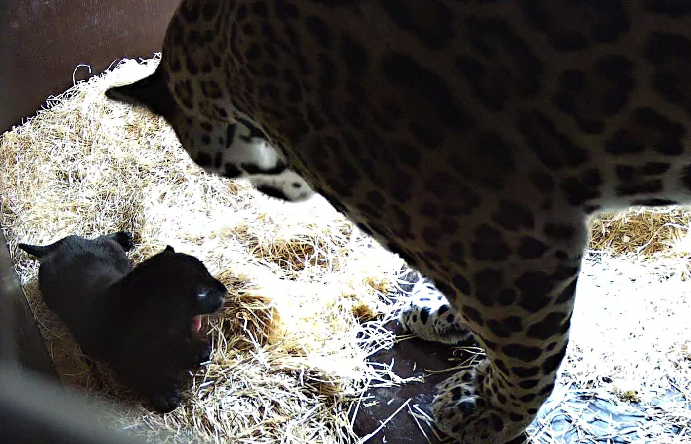 Akabo and Yuna Welcome Their First Cub!