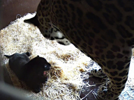 Akabo and Yuna Welcome Their First Cub!