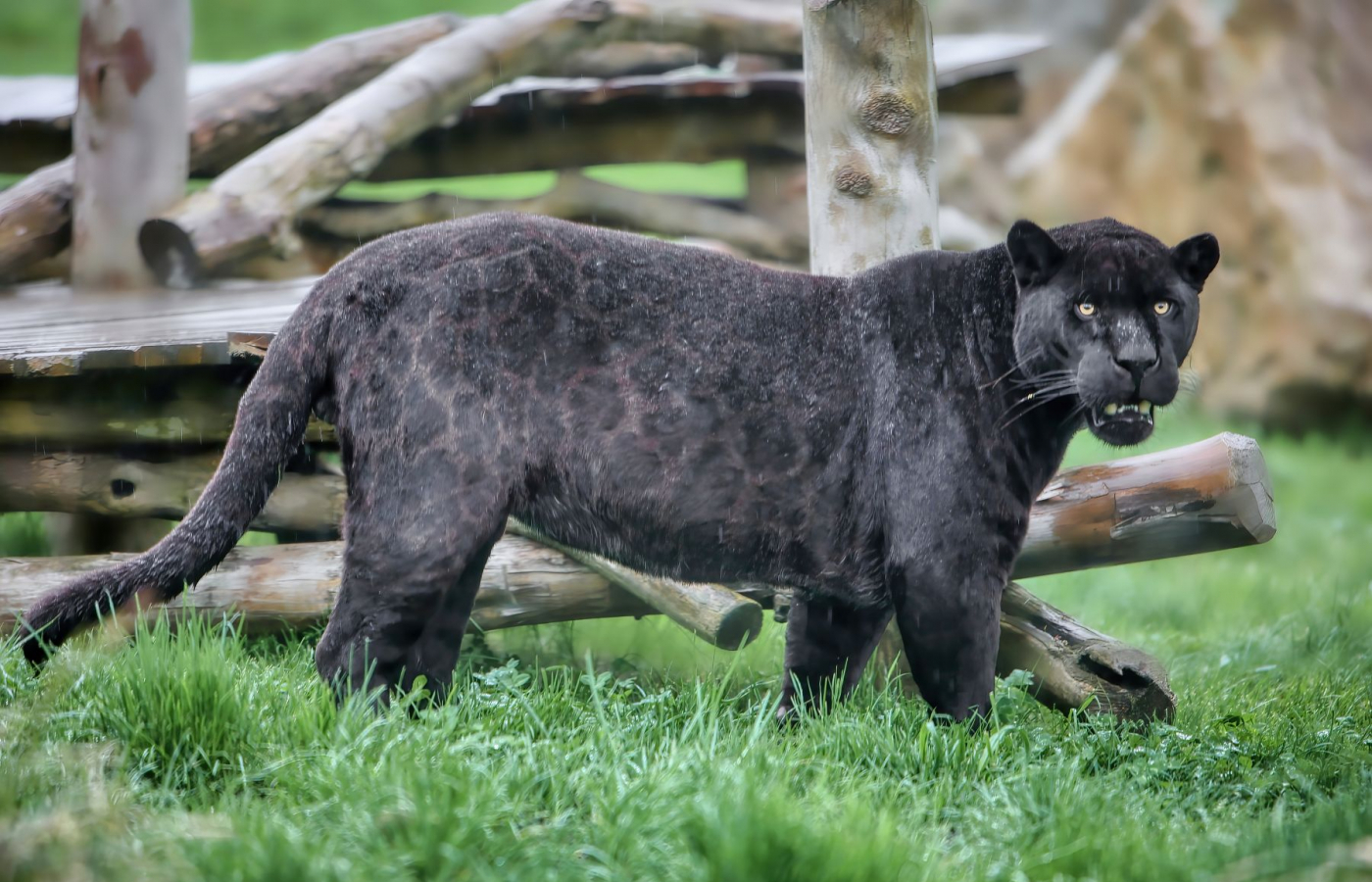 Akabo and Yuna Welcome Their First Cub!