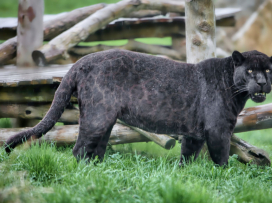 Akabo and Yuna Welcome Their First Cub!
