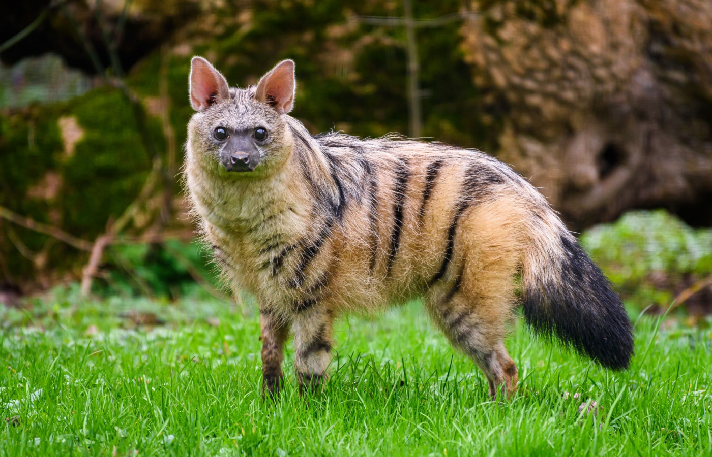 Hyenky hřivnaté mají mláďata!