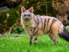 Hyenky hřivnaté mají mláďata!