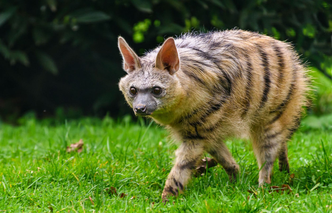 Hyenky hřivnaté mají mláďata!
