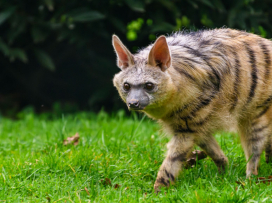 Hyenky hřivnaté mají mláďata!
