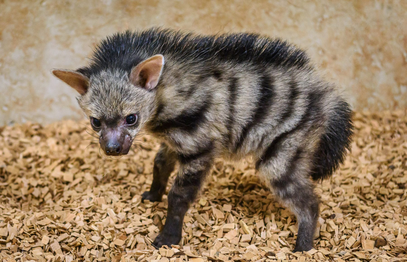 Hyenky hřivnaté mají mláďata!