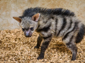 Hyenky hřivnaté mají mláďata!