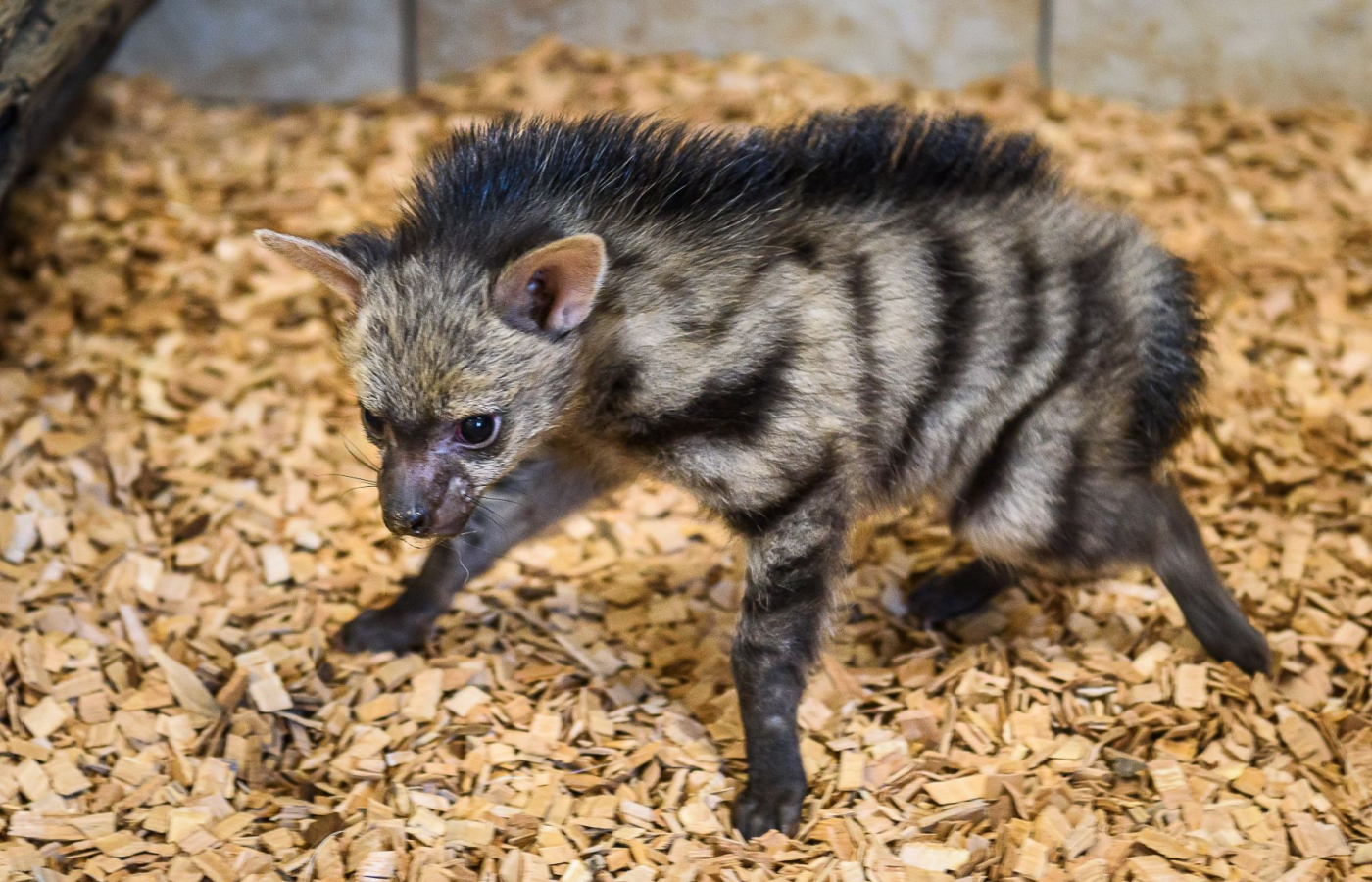 Hyenky hřivnaté mají mláďata!