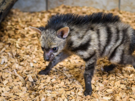 Hyenky hřivnaté mají mláďata!