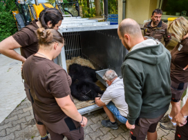 Do Skotska jsme odeslali odchovaného medvěda pyskatého