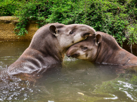 Zlín Zoo Among Top 10 Tourist Attractions in the Czech Republic for 18 Years