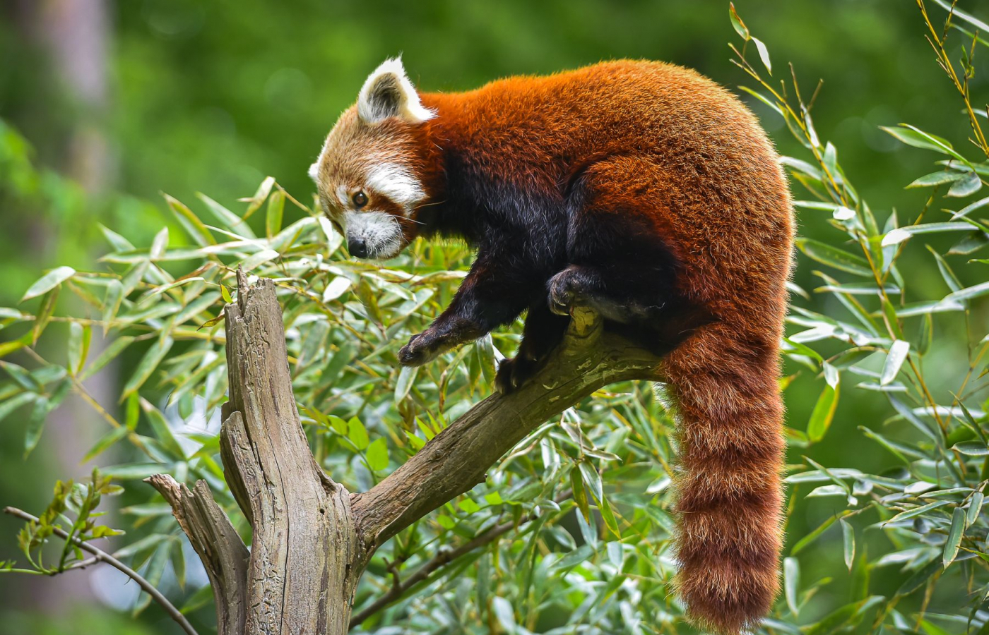 Zlín Zoo Among Top 10 Tourist Attractions in the Czech Republic for 18 Years