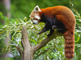 Zlín Zoo Among Top 10 Tourist Attractions in the Czech Republic for 18 Years