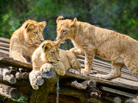 Zlín Zoo Among Top 10 Tourist Attractions in the Czech Republic for 18 Years