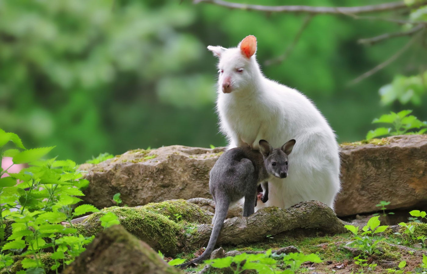Zlín Zoo Among Top 10 Tourist Attractions in the Czech Republic for 18 Years