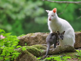 Zlín Zoo Among Top 10 Tourist Attractions in the Czech Republic for 18 Years
