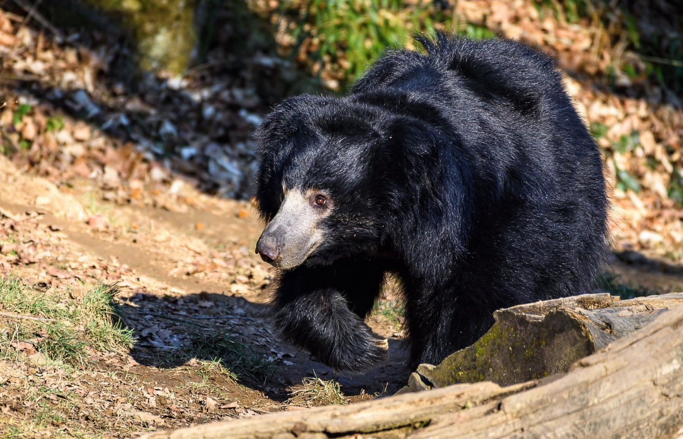 Sloth Bear from Zlín Zoo Transferred to Scotland
