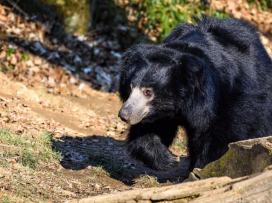 Sloth Bear from Zlín Zoo Transferred to Scotland