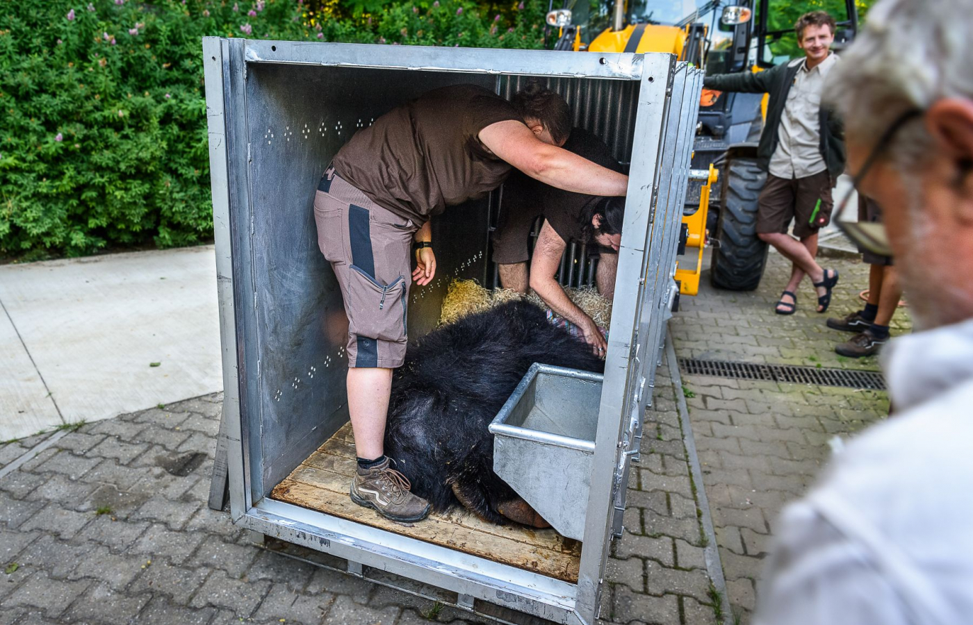 Sloth Bear from Zlín Zoo Transferred to Scotland