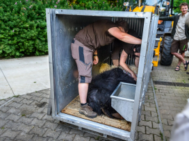 Sloth Bear from Zlín Zoo Transferred to Scotland