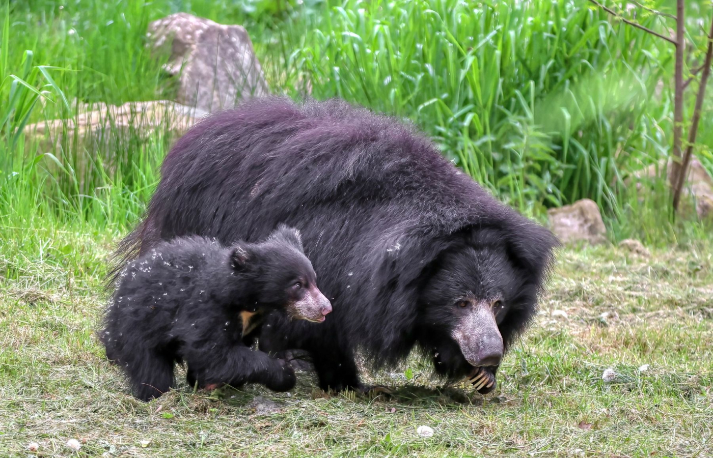 Sloth Bear from Zlín Zoo Transferred to Scotland