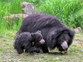 Sloth Bear from Zlín Zoo Transferred to Scotland