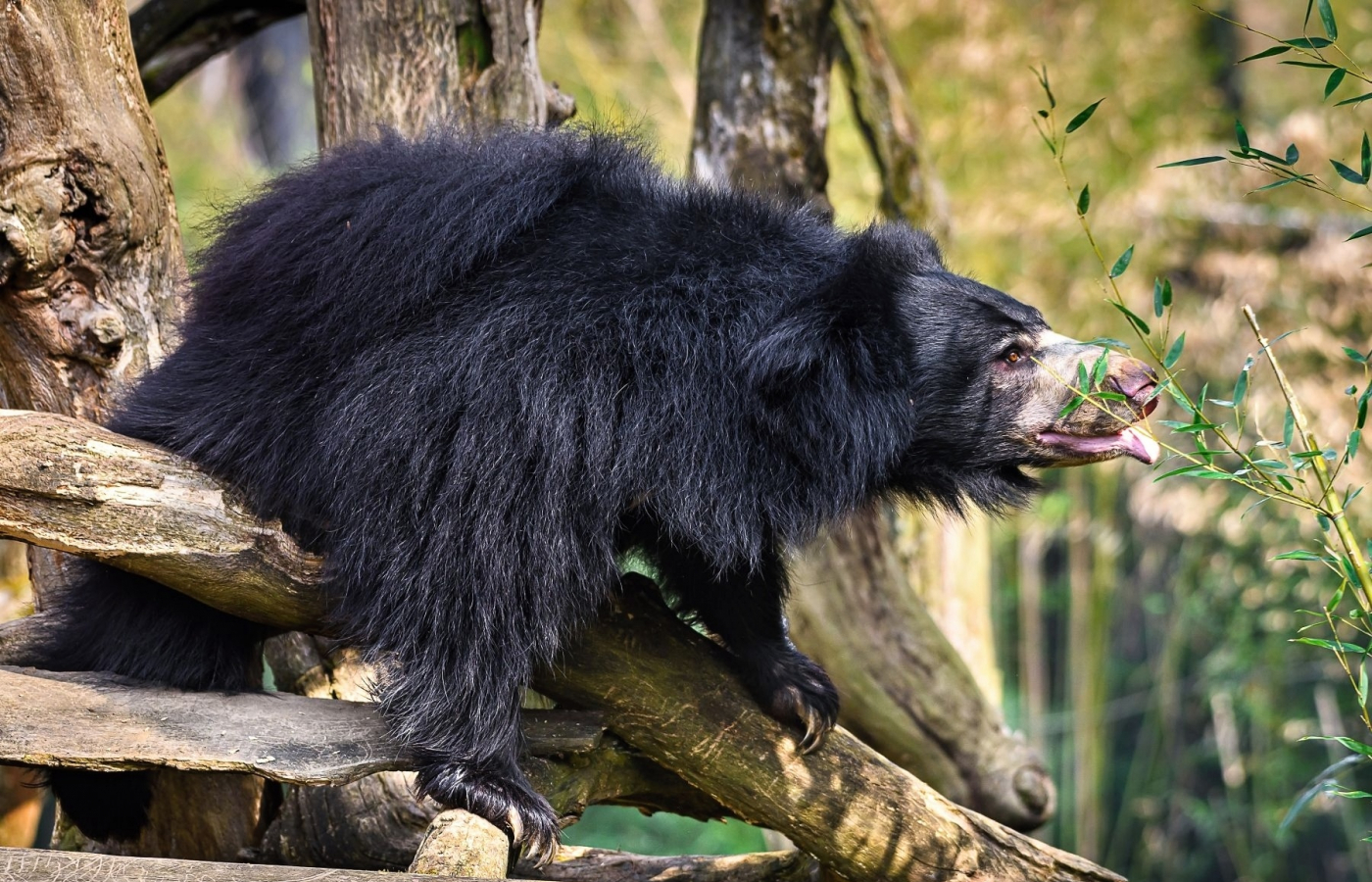 Sloth Bear from Zlín Zoo Transferred to Scotland